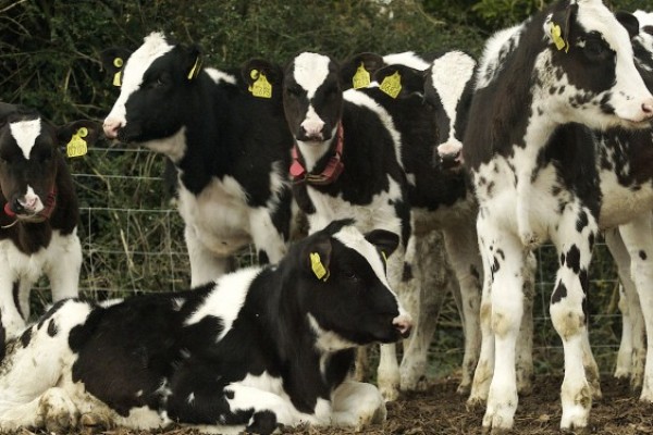 CALVES - MARFRIG GLOBAL FOODS S.A.