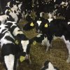 WEANER CALVES - MARFRIG GLOBAL FOODS S.A.